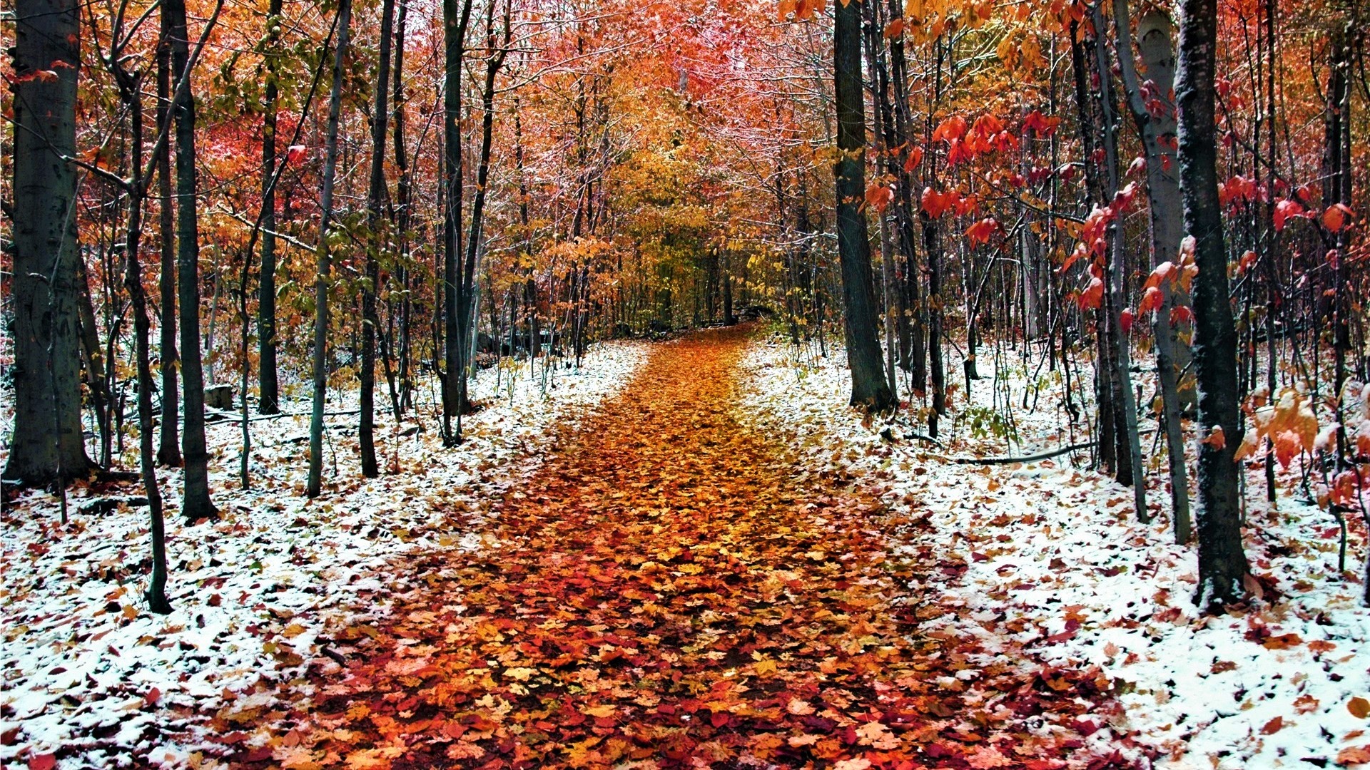 Download Path Frost Snow Fall Nature Forest HD Wallpaper