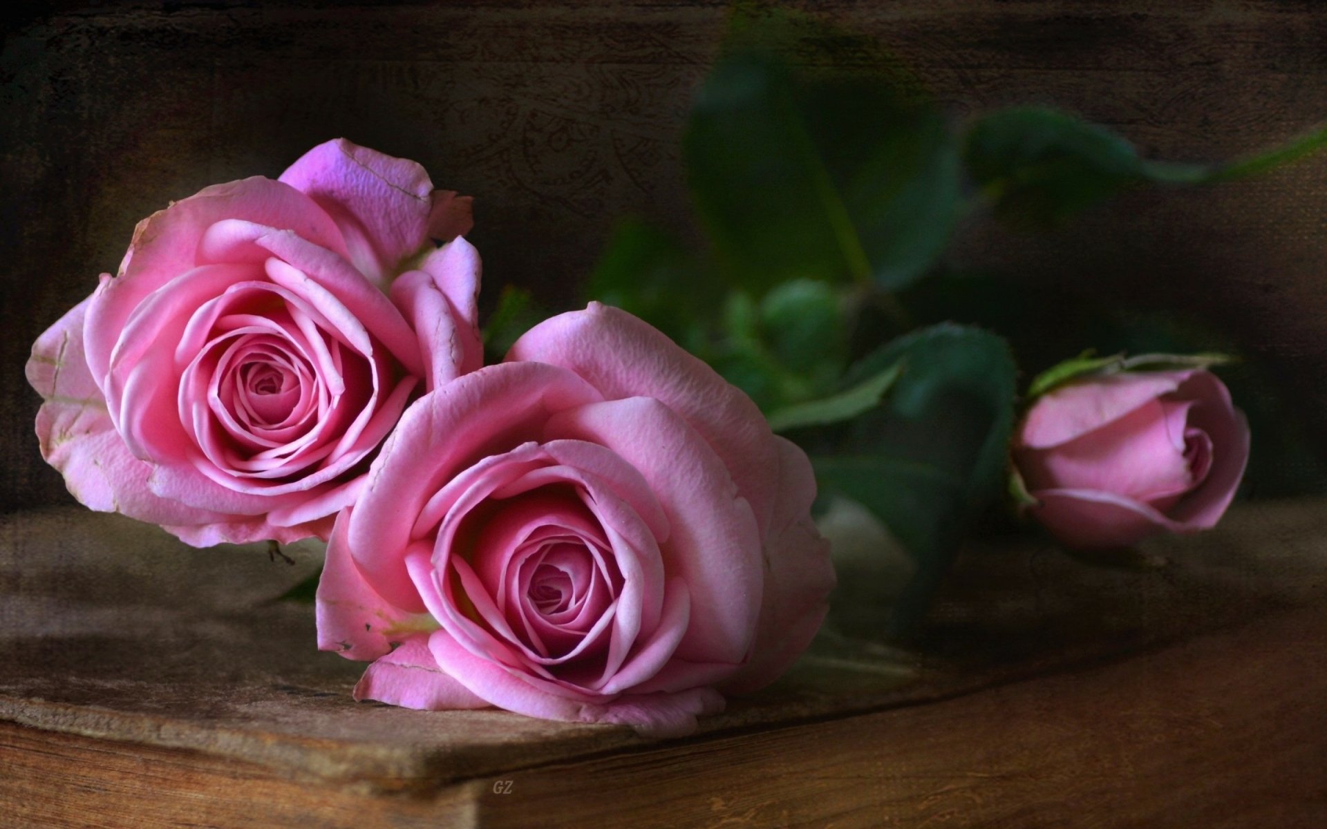 Download Pink Flower Pink Rose Rose Flower Photography Still Life HD ...