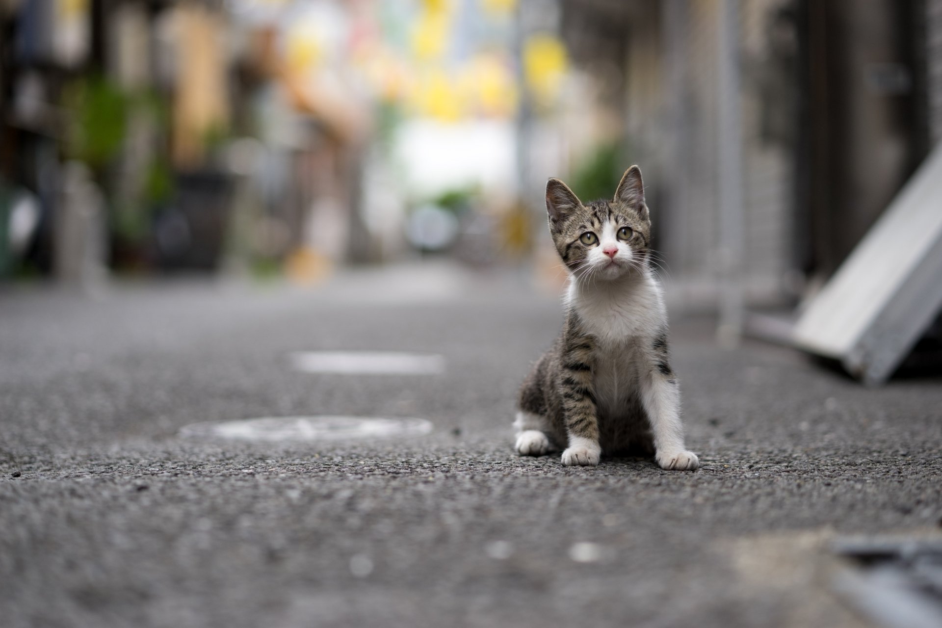 HD wallpaper featuring an adorable kitten sitting on a street, captured with a depth of field effect. The background is softly blurred, making the baby animal the focal point.