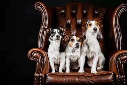 Three Jack Russell terriers seated on a brown tufted leather chair against a black backdrop — 5K Ultra HD PC desktop wallpaper background.