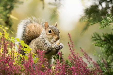 A high-definition desktop wallpaper featuring a squirrel with a blurred background, emphasizing the depth of field and vibrant colors of the surrounding foliage.