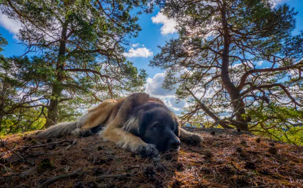 A Leonberger dog resting peacefully on the forest floor beneath tall trees under a bright blue sky, captured in an HD PC desktop wallpaper background.