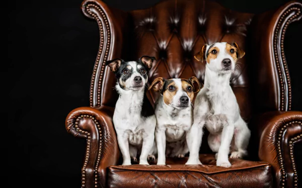 Three Jack Russell terriers seated on a brown tufted leather chair against a black backdrop — 5K Ultra HD PC desktop wallpaper background.