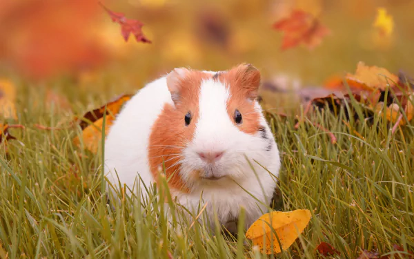 A guinea pig rodent sits in green grass surrounded by autumn leaves, captured in sharp detail for a 4K Ultra HD PC desktop wallpaper.