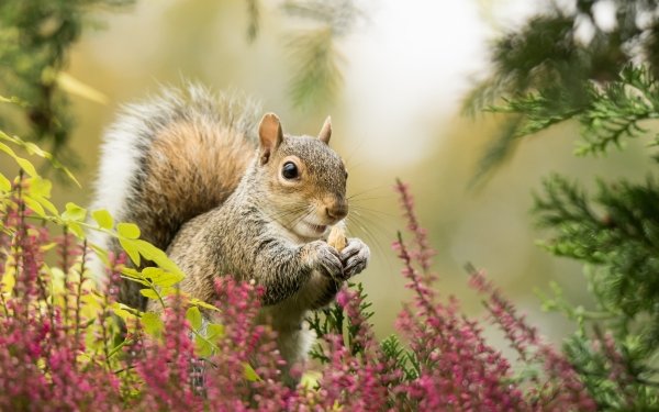 Animal Squirrel Rodent Depth Of Field Wildlife HD Wallpaper | Background Image