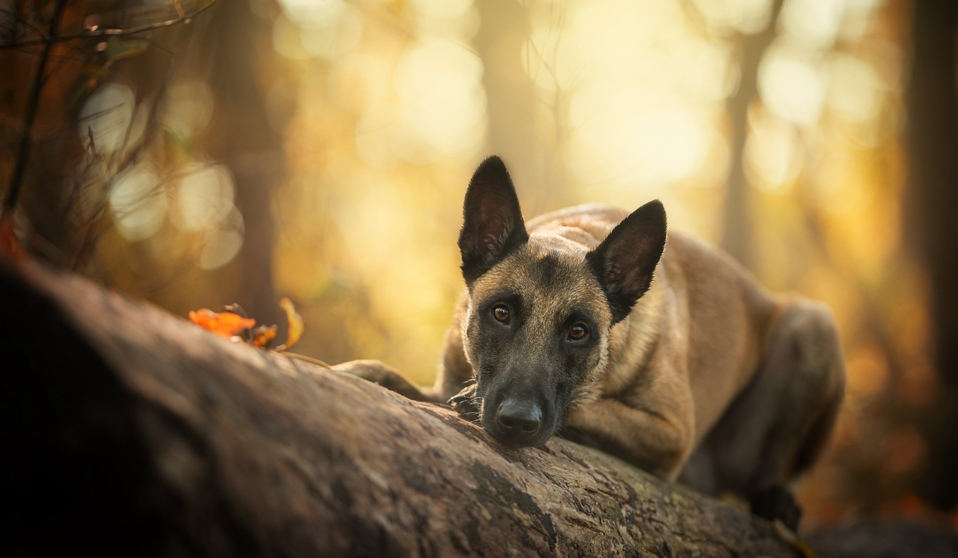 Download Stare Depth Of Field Dog Animal Belgian Malinois HD Wallpaper