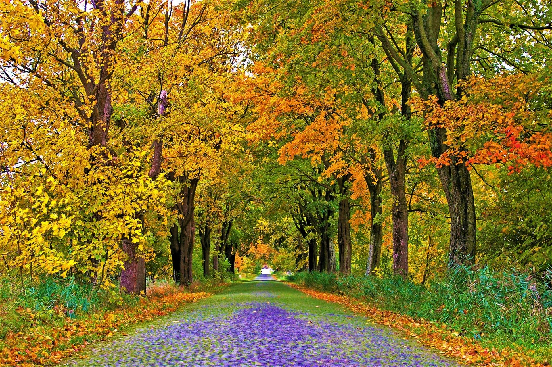Download Fall Tree Man Made Road  HD Wallpaper
