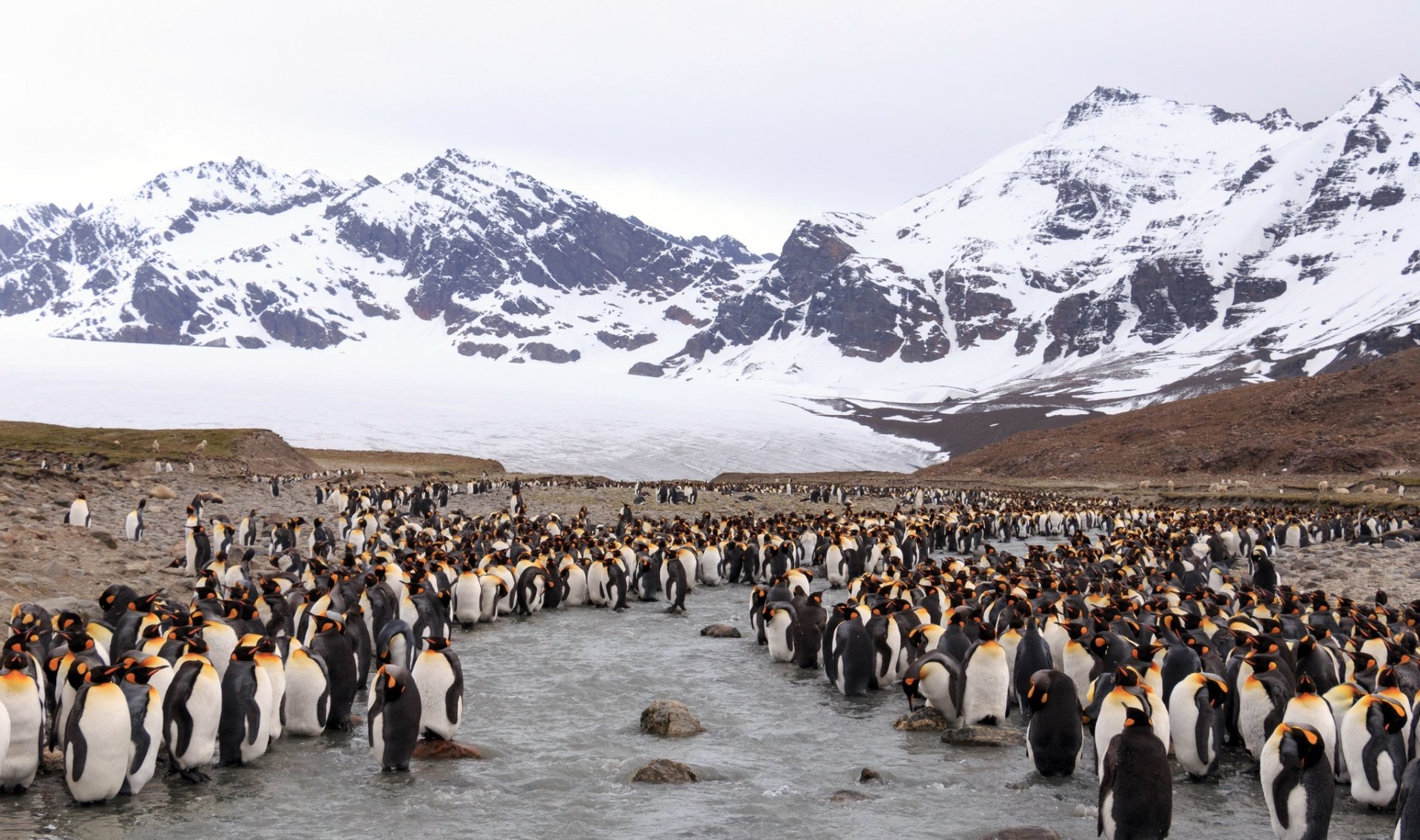 Download King Penguin Mountain Animal Penguin HD Wallpaper