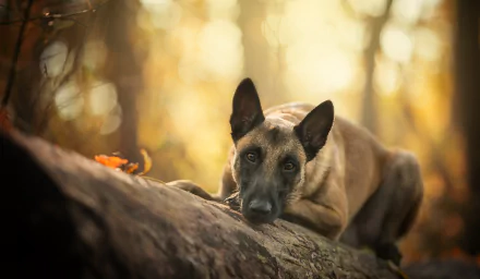 A Belgian Malinois with an intense stare rests on a log in a forest, captured in sharp focus with a blurred, warm-toned depth of field background.