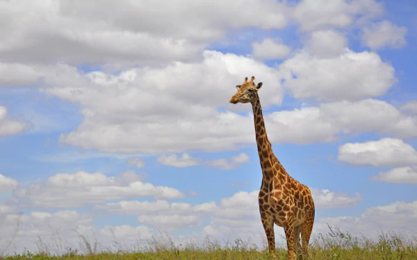 A giraffe stands on grassy terrain under a partly cloudy sky, captured in a high-definition PC desktop wallpaper and background.