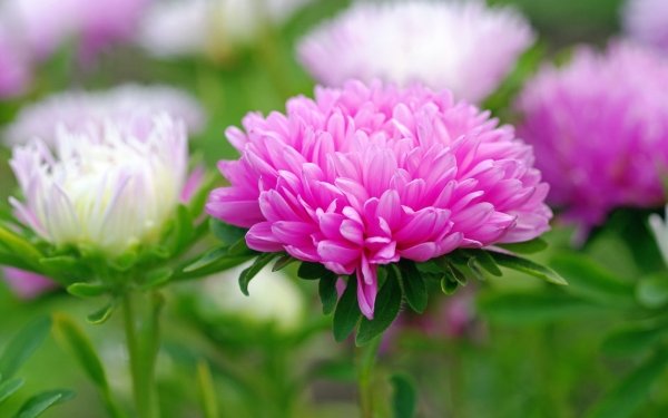 Earth Flower Flowers Nature Pink Flower Close-Up HD Wallpaper | Background Image