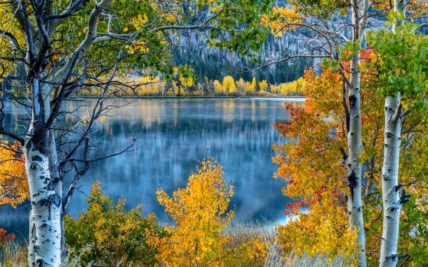 Stunning HD desktop wallpaper featuring a serene lake surrounded by birch trees and vibrant fall foliage, with majestic mountains in the background. Nature's beauty in autumn captured perfectly.