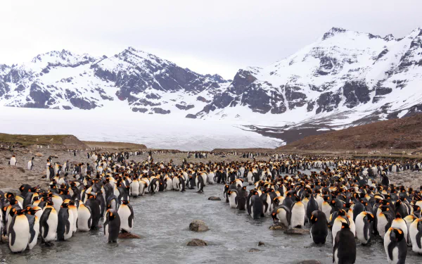 A large colony of king penguins gathered on icy ground with snow-covered mountains in the background, captured in an HD desktop wallpaper image.