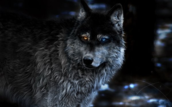Fantasy Wolf Fantasy Animals Dark Heterochromia HD Wallpaper | Background Image