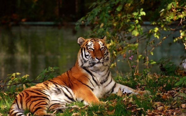 Animal Tiger Cats Depth Of Field HD Wallpaper | Background Image