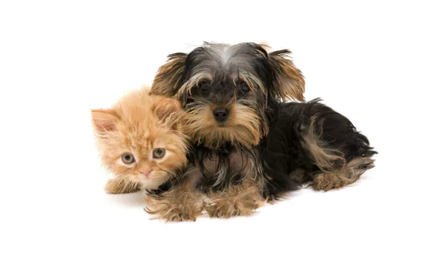  Kitten and Yorkshire Terrier
