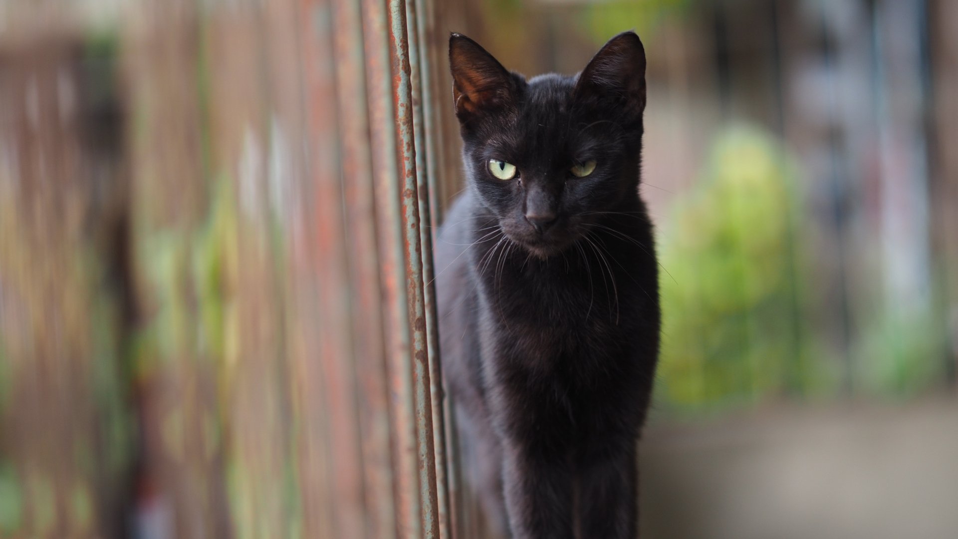 A black cat stands in sharp focus against a softly blurred background, captured with depth of field in a 4K Ultra HD desktop wallpaper.