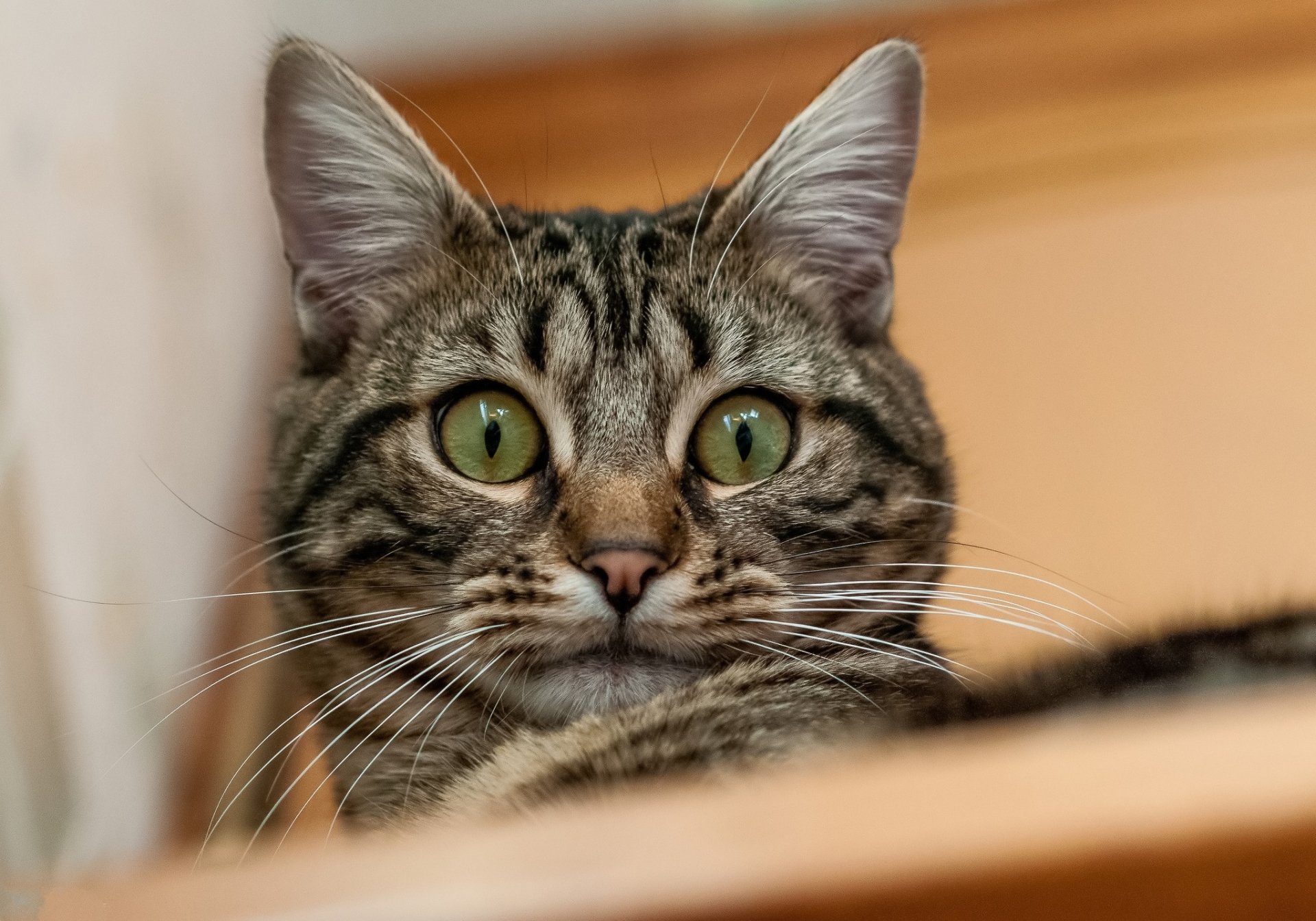 HD PC desktop wallpaper featuring a close-up of a cat with striking green eyes staring intently, capturing its detailed fur and alert expression.