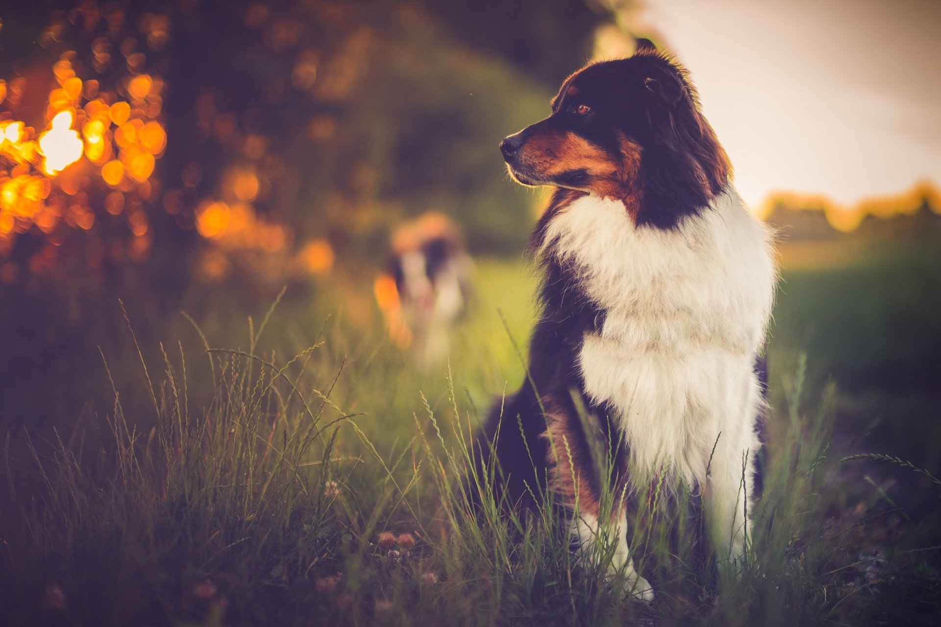 HD desktop wallpaper featuring an Australian Shepherd dog in sharp focus with a soft bokeh background and shallow depth of field in a natural outdoor setting.