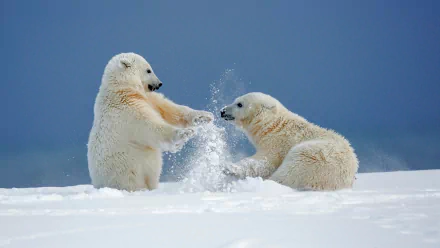 Two playful polar bears frolic in the snow during winter, creating a cute and heartwarming scene. This HD desktop wallpaper and background captures the essence of their joy.