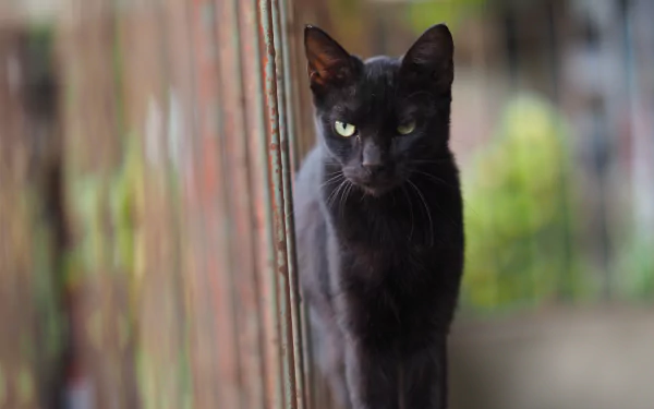 depth of field Animal cat HD Desktop Wallpaper | Background Image
