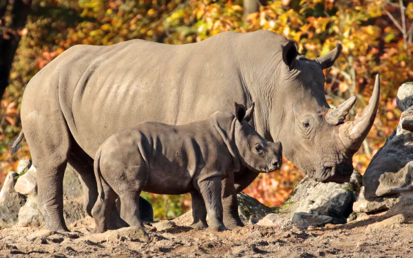 HD desktop wallpaper featuring a baby rhino standing next to an adult rhino in a natural setting with an autumnal background.