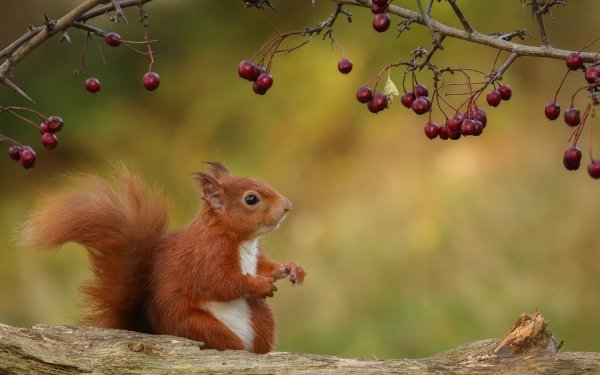 Animal Squirrel Rodent Berry HD Wallpaper | Background Image