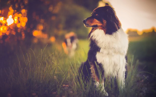 HD desktop wallpaper featuring an Australian Shepherd dog in sharp focus with a soft bokeh background and shallow depth of field in a natural outdoor setting.