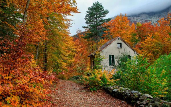 A colorful fall scene featuring a house and shed surrounded by vibrant autumn trees, with a man-made path leading through the foliage in this HD PC desktop wallpaper.