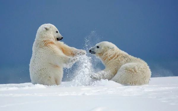 Two playful polar bears frolic in the snow during winter, creating a cute and heartwarming scene. This HD desktop wallpaper and background captures the essence of their joy.