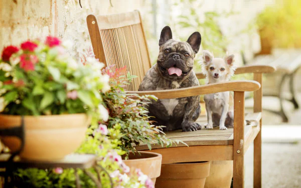 2K Quad HD PC desktop wallpaper of a French bulldog and chihuahua on a wooden bench, shallow depth of field, potted flowers in a sunlit garden.
