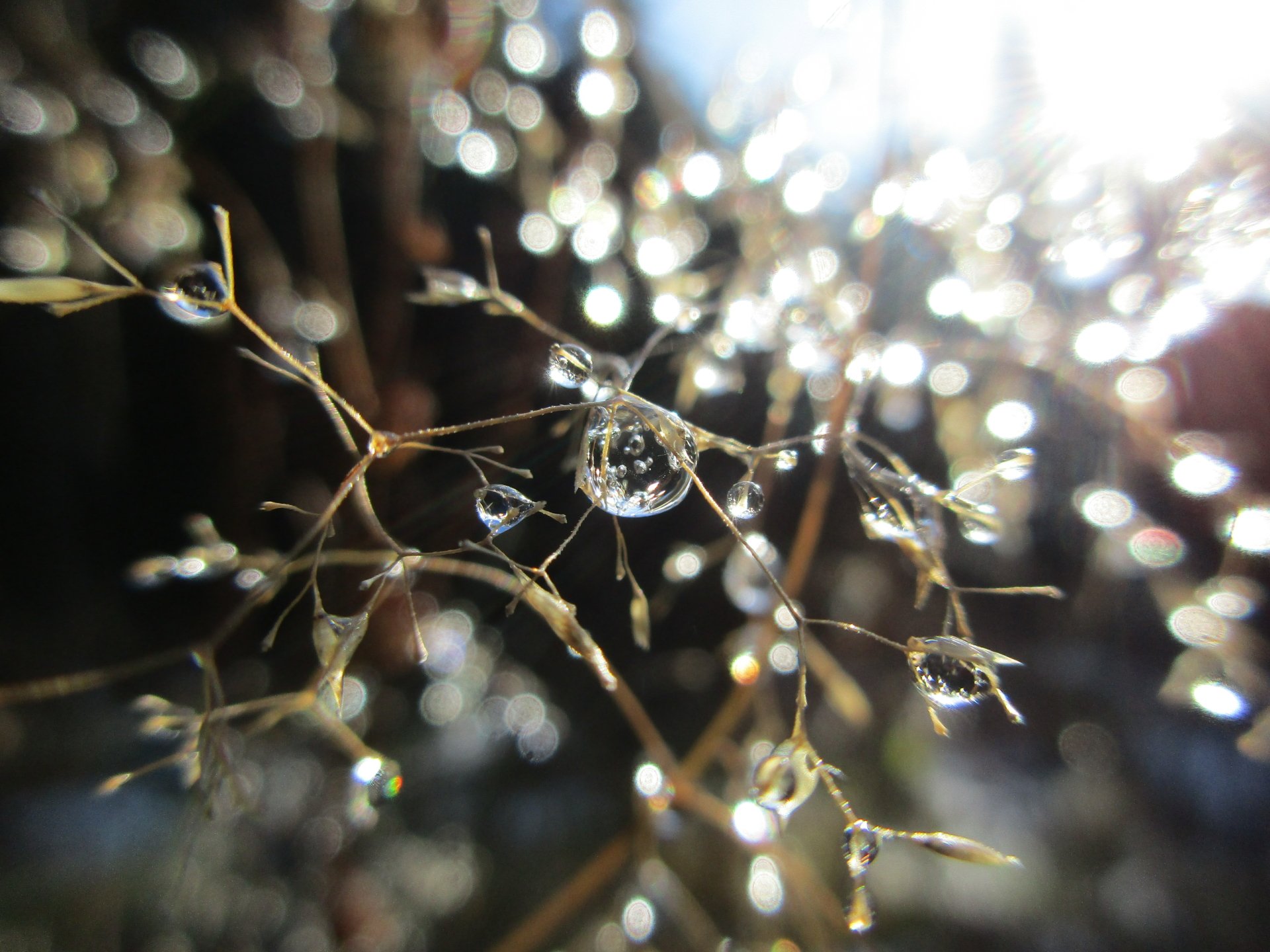 Download Bokeh Macro Sunbeam Nature Water Drop 4k Ultra HD Wallpaper by Trissha