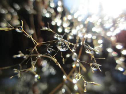 bokeh macro sunbeam nature water drop HD Desktop Wallpaper | Background Image