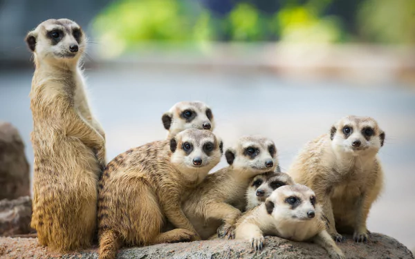  Meerkats