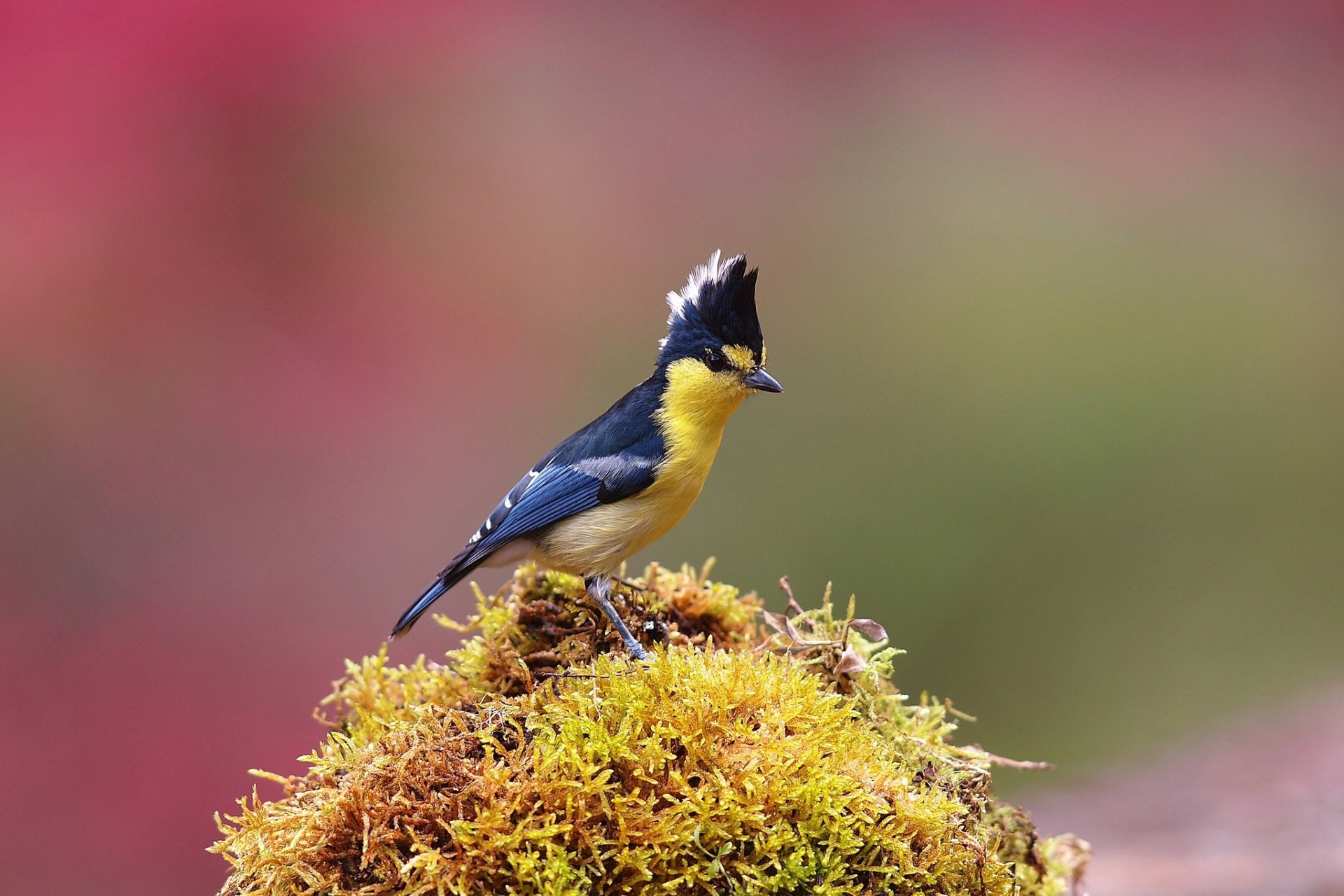 A vibrant Taiwan yellow tit perched on moss, captured in an HD desktop wallpaper showcasing the bird's striking yellow and black plumage against a soft, blurred background.