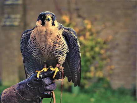 bird Animal peregrine falcon HD Desktop Wallpaper | Background Image