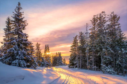 Winter forest road covered in snow at sunset, with colorful skies and tall trees, captured in stunning HD for a vibrant PC desktop wallpaper.