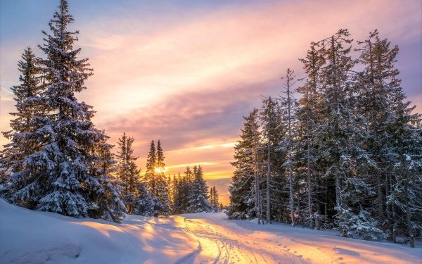 Earth Winter Road Snow Forest Sunset HD Wallpaper | Background Image