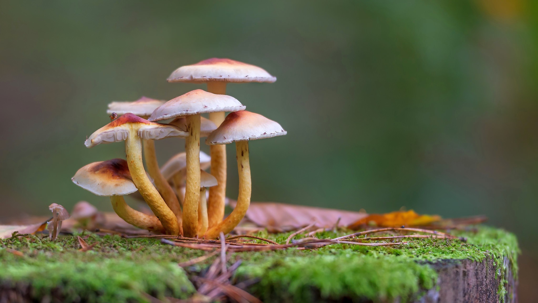 Download Fall Close-up Nature Mushroom HD Wallpaper