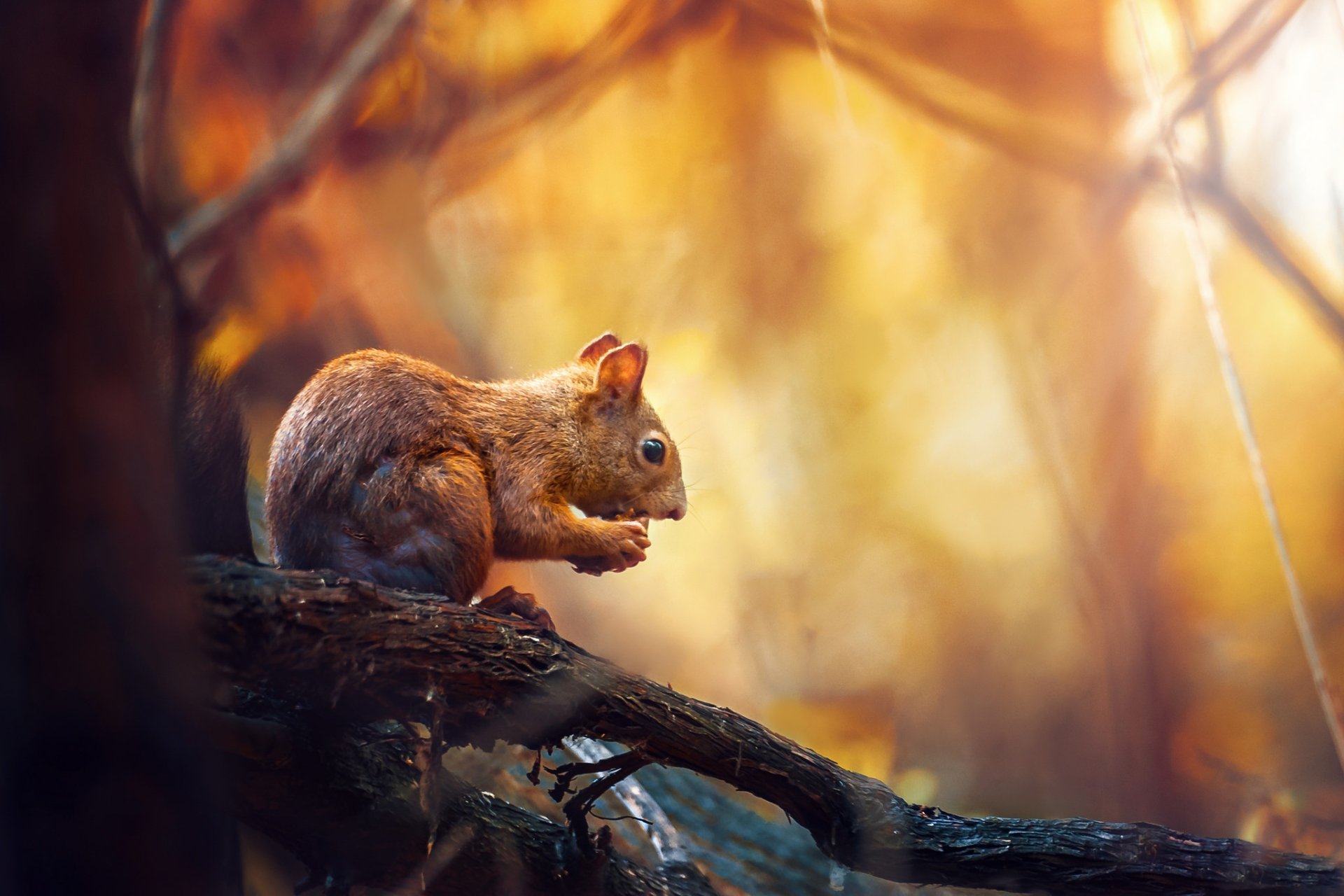 A high-definition image of a squirrel perched on a tree branch, set against a blurred, warm-toned background. The depth of field highlights the rodent, making it a captivating animal wallpaper.