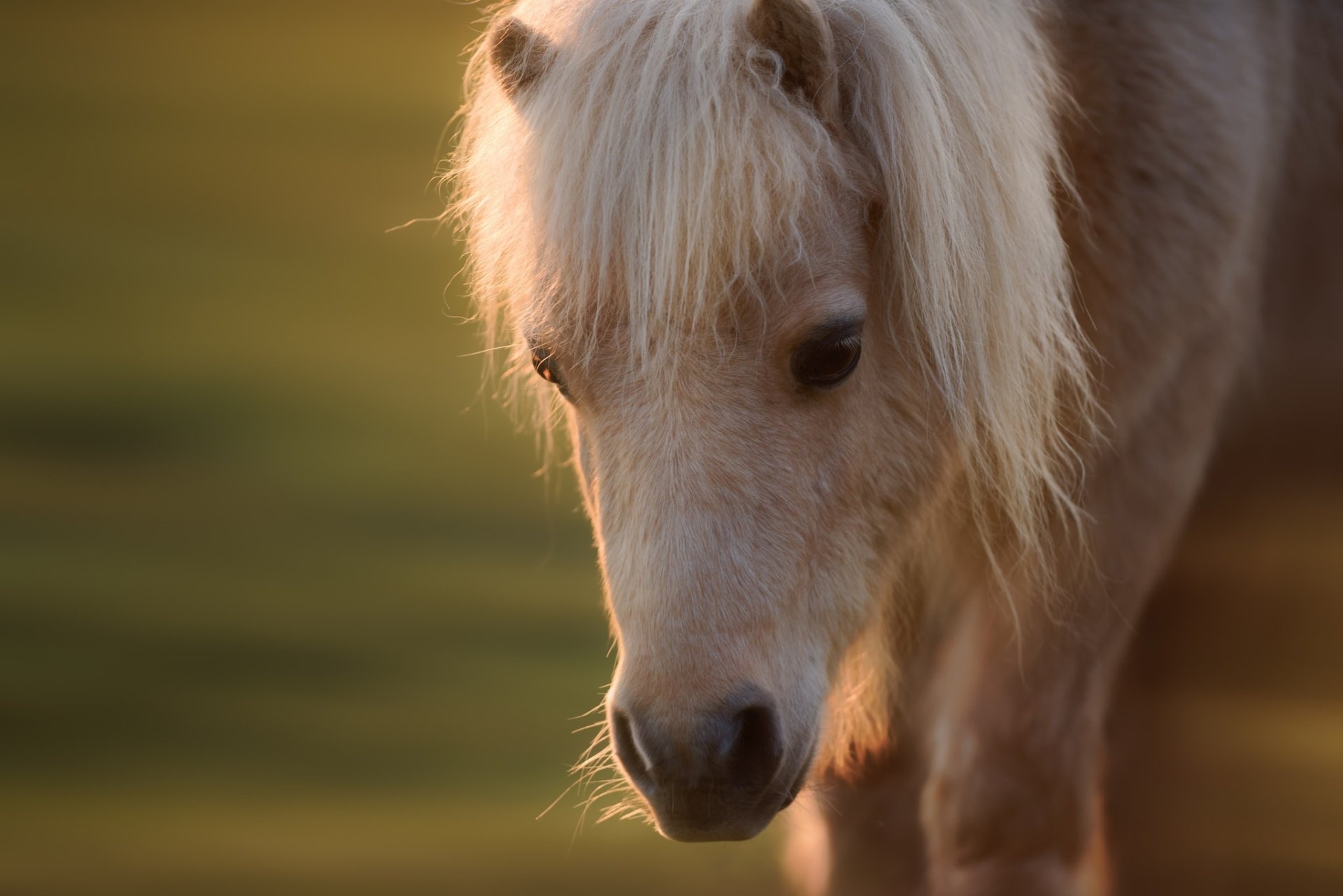 Close-up of a foal with soft, light-colored fur in warm, natural lighting, captured as an HD desktop wallpaper showcasing a gentle baby horse in a serene setting.