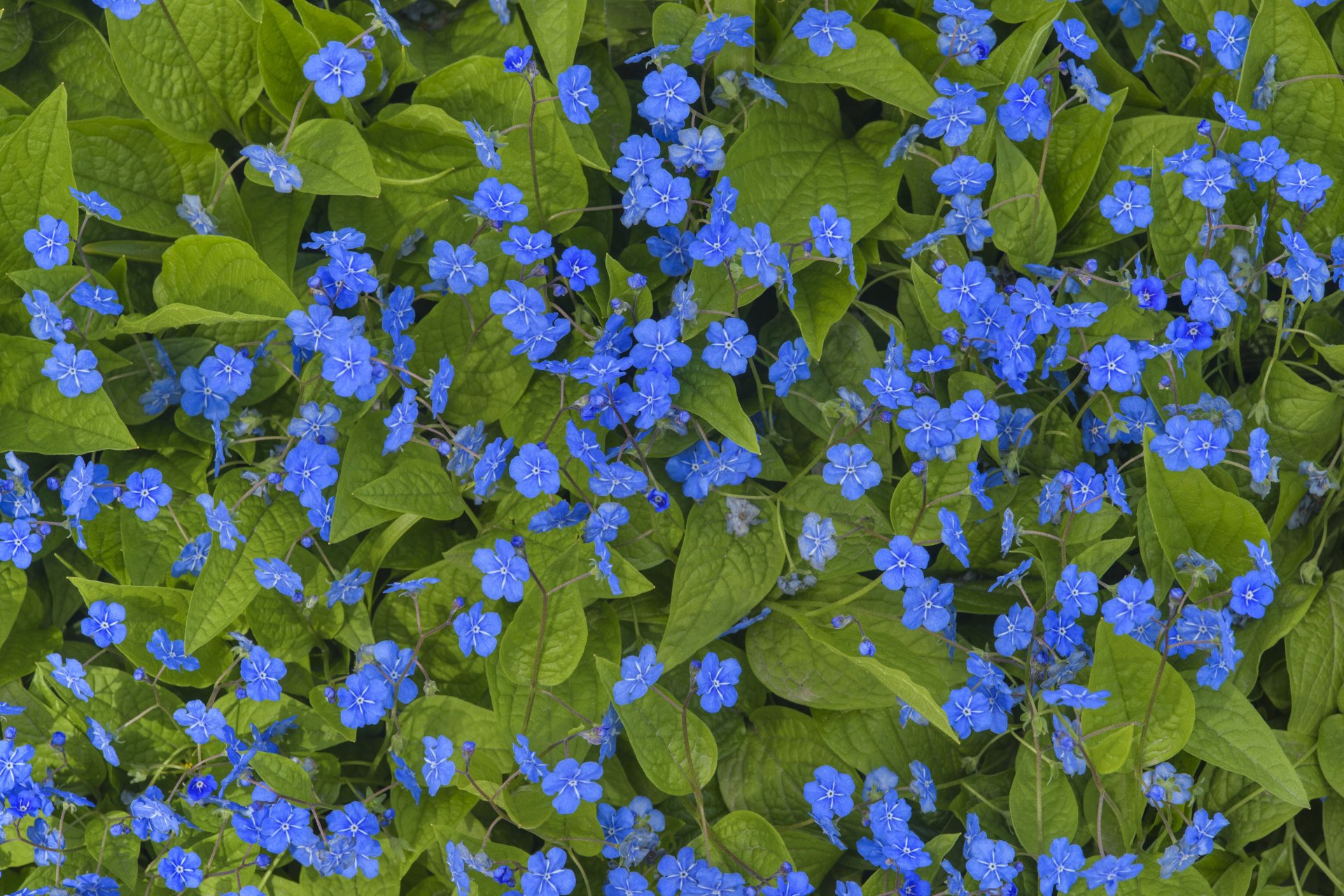 Vibrant blue flowers contrast against lush green leaves in this 4K Ultra HD nature wallpaper, showcasing the intricate beauty of a flourishing garden scene.