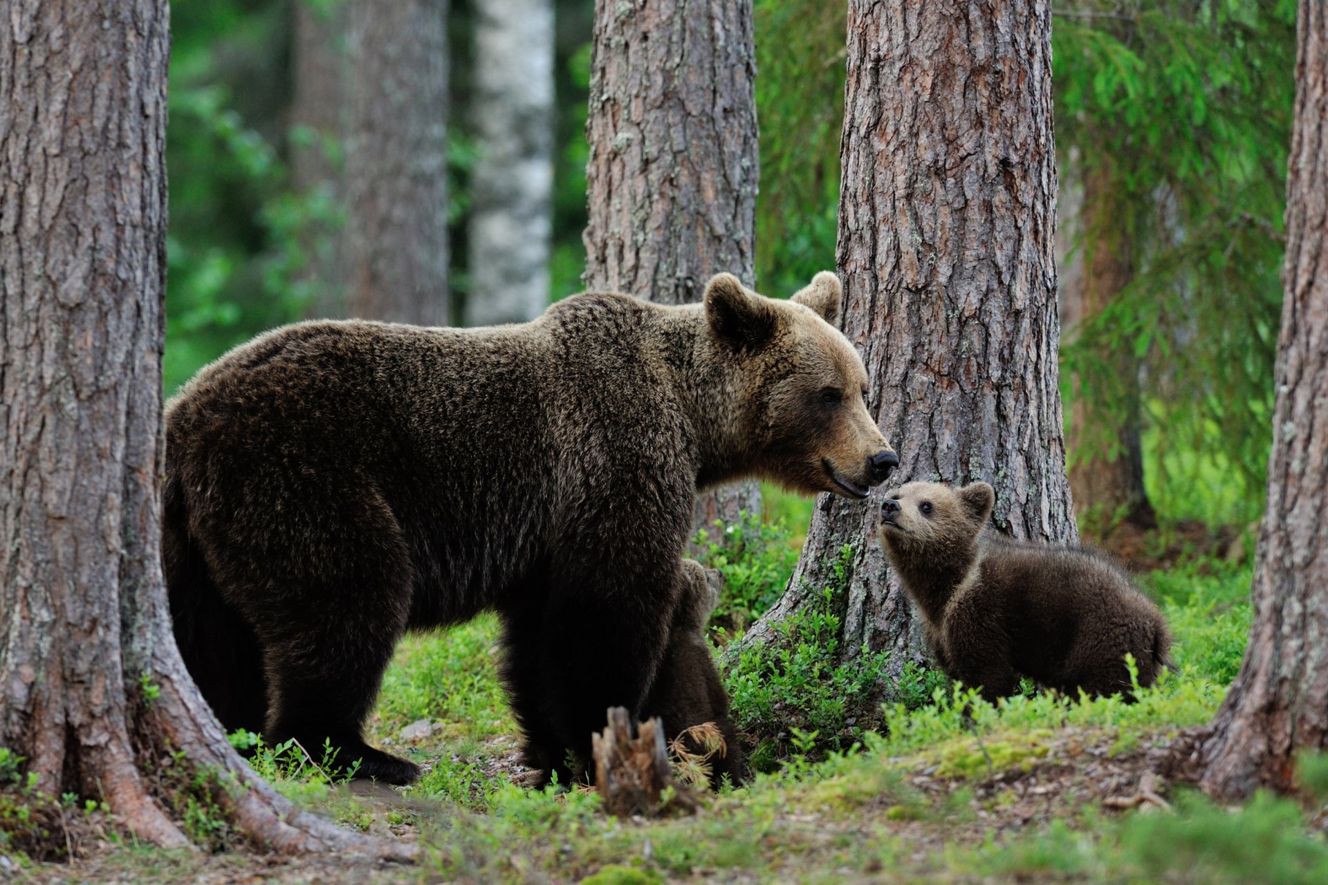 Download Cub Baby Animal Animal Bear HD Wallpaper