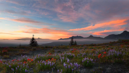 A breathtaking HD desktop wallpaper of a sunrise over a foggy mountain landscape with colorful wildflowers blooming in the foreground and a sky filled with vibrant clouds.