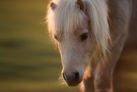 Close-up of a foal with soft, light-colored fur in warm, natural lighting, captured as an HD desktop wallpaper showcasing a gentle baby horse in a serene setting.