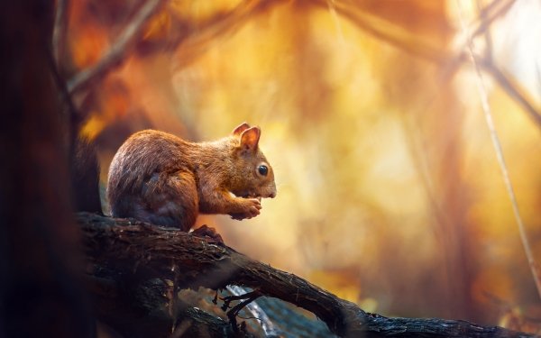 Animal Squirrel Rodent Depth Of Field HD Wallpaper | Background Image