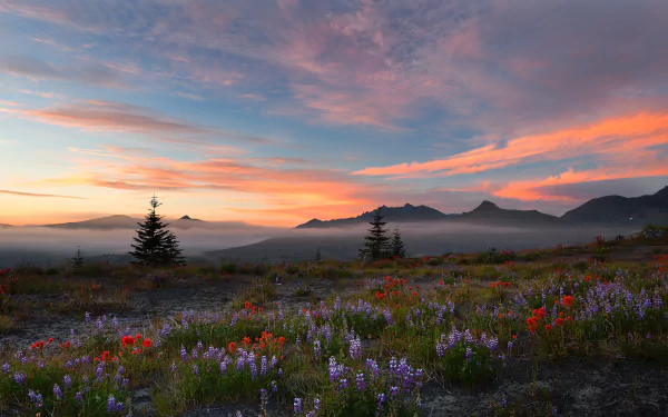 A breathtaking HD desktop wallpaper of a sunrise over a foggy mountain landscape with colorful wildflowers blooming in the foreground and a sky filled with vibrant clouds.