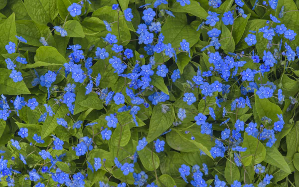 blue flower nature flower HD Desktop Wallpaper | Background Image