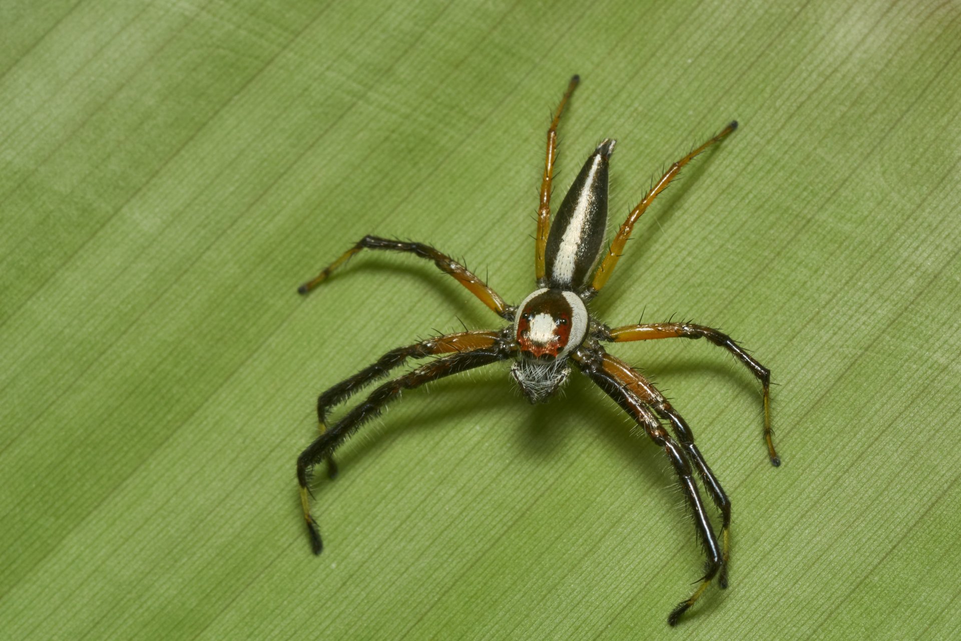 Download Jumping Spider Spider Animal 4k Ultra HD Wallpaper by Jee &amp; Rani Nature Photography