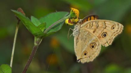  Crab Spider (Thomisus species) feeding a Peacock Pansy (Junonia almana) by Jee &amp; Rani Nature Photography